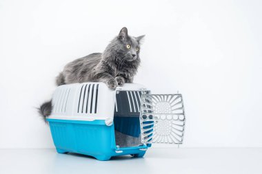 Bir evcil hayvan taşıyıcısının tepesindeki kedi beyaz bir arka planda