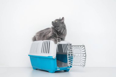 Bir evcil hayvan taşıyıcısının tepesindeki kedi beyaz bir arka planda