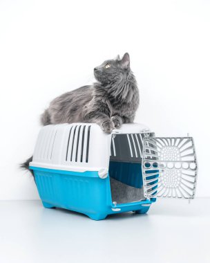 Bir evcil hayvan taşıyıcısının tepesindeki kedi beyaz bir arka planda