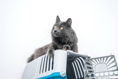 Bir evcil hayvan taşıyıcısının tepesindeki kedi beyaz bir arka planda
