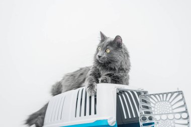 Bir evcil hayvan taşıyıcısının tepesindeki kedi beyaz bir arka planda