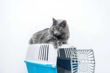 Bir evcil hayvan taşıyıcısının tepesindeki kedi beyaz bir arka planda