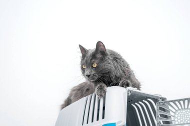 Bir evcil hayvan taşıyıcısının tepesindeki kedi beyaz bir arka planda