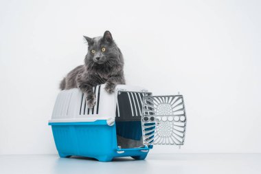 Bir evcil hayvan taşıyıcısının tepesindeki kedi beyaz bir arka planda