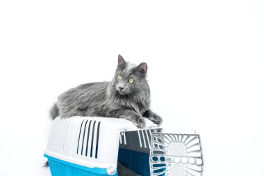 Bir evcil hayvan taşıyıcısının tepesindeki kedi beyaz bir arka planda