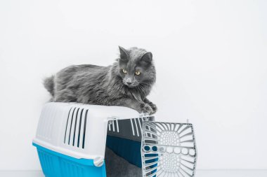 Bir evcil hayvan taşıyıcısının tepesindeki kedi beyaz bir arka planda