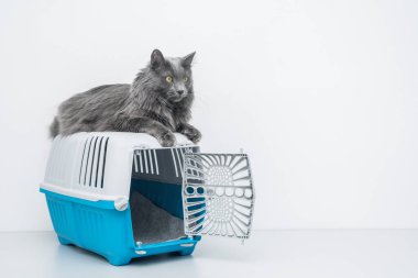 Bir evcil hayvan taşıyıcısının tepesindeki kedi beyaz bir arka planda