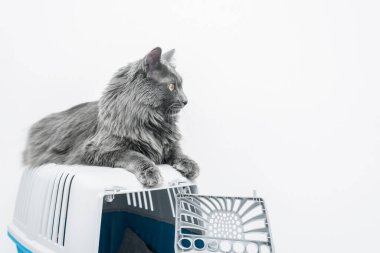 Bir evcil hayvan taşıyıcısının tepesindeki kedi beyaz bir arka planda