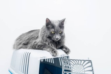 Bir evcil hayvan taşıyıcısının tepesindeki kedi beyaz bir arka planda