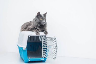 Bir evcil hayvan taşıyıcısının tepesindeki kedi beyaz bir arka planda