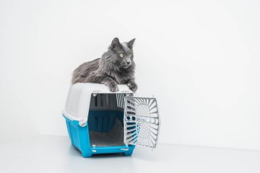 Bir evcil hayvan taşıyıcısının tepesindeki kedi beyaz bir arka planda