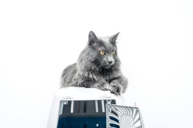 Bir evcil hayvan taşıyıcısının tepesindeki kedi beyaz bir arka planda