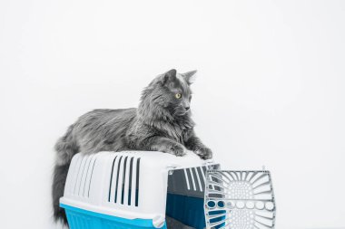 Bir evcil hayvan taşıyıcısının tepesindeki kedi beyaz bir arka planda