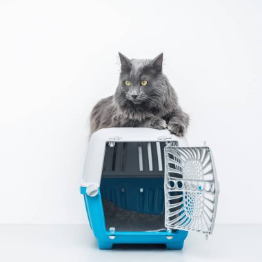 Bir evcil hayvan taşıyıcısının tepesindeki kedi beyaz bir arka planda