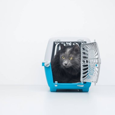 Gri tüylü kedi mavi evcil hayvan taşıyıcısının içinde açık kapılı oturuyor.