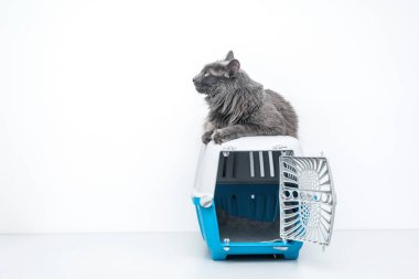 Bir evcil hayvan taşıyıcısının tepesindeki kedi beyaz bir arka planda