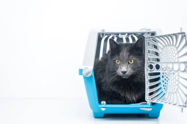 Gri tüylü kedi mavi evcil hayvan taşıyıcısının içinde açık kapılı oturuyor.