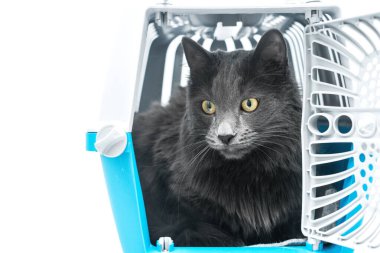 Gri tüylü kedi mavi evcil hayvan taşıyıcısının içinde açık kapılı oturuyor.