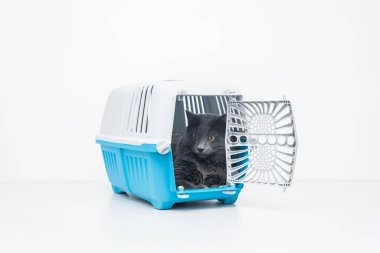Gri tüylü kedi mavi evcil hayvan taşıyıcısının içinde açık kapılı oturuyor.