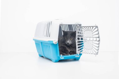 Gri tüylü kedi mavi evcil hayvan taşıyıcısının içinde açık kapılı oturuyor.