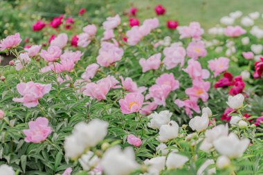 Bahçedeki çeşitli türlerin çiçek açan şakayık çalıları.