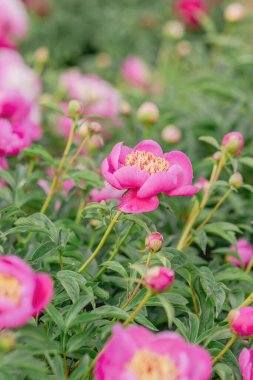Bahçedeki çeşitli türlerin çiçek açan şakayık çalıları.