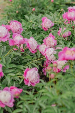 Bahçedeki çeşitli türlerin çiçek açan şakayık çalıları.