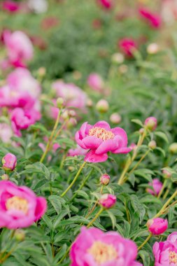 Bahçedeki çeşitli türlerin çiçek açan şakayık çalıları.