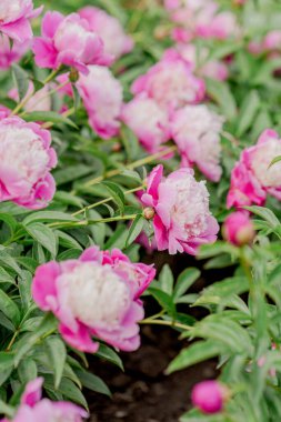 Bahçedeki çeşitli türlerin çiçek açan şakayık çalıları.