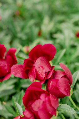 Bahçedeki çeşitli türlerin çiçek açan şakayık çalıları.