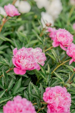 Bahçedeki çeşitli türlerin çiçek açan şakayık çalıları.