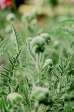 Bahçedeki çeşitli türlerin çiçek açan şakayık çalıları.