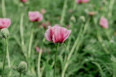 Bahçedeki çeşitli türlerin çiçek açan şakayık çalıları.
