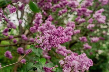 Bahçede leylak çiçekleri.