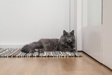 Evdeki halıda dinlenen tüylü gri kedi..
