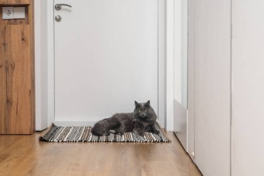 Evdeki halıda dinlenen tüylü gri kedi..