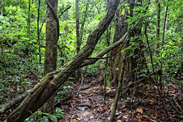 Sendero Senderismo Selva Tropical Isla Palawan Filipinas Selva Tropical —  Fotos de Stock