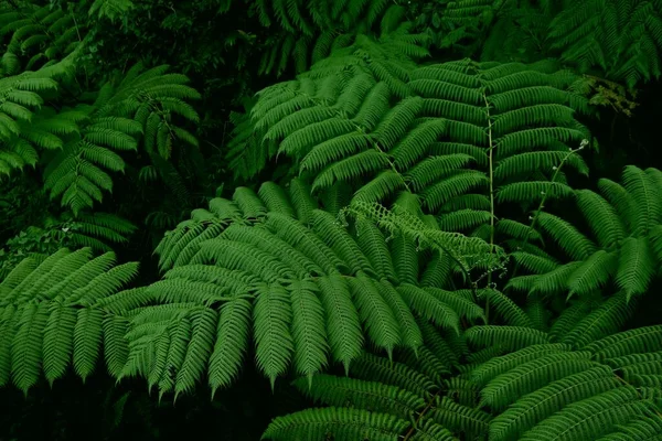 瓜德罗普岛的蕨类植物背景 绿色丛林森林 — 图库照片