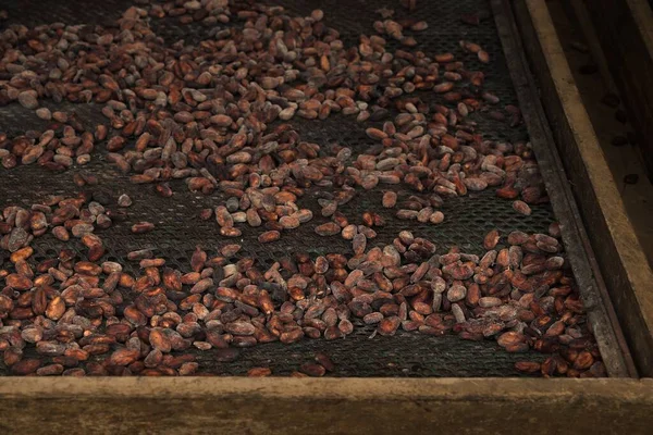 Kakaobranche Auf Der Karibikinsel Guadeloupe Lufttrocknende Kakaobohnen — Stockfoto