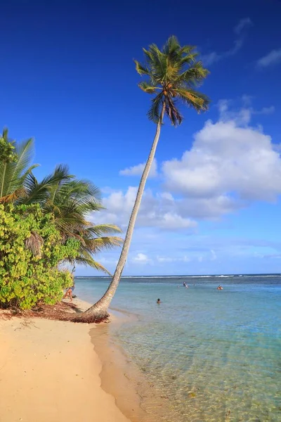 Gwadelupa Idealna Piaszczysta Plaża Karaibski Krajobraz Wakacyjny Plaża Bois Jolan — Zdjęcie stockowe