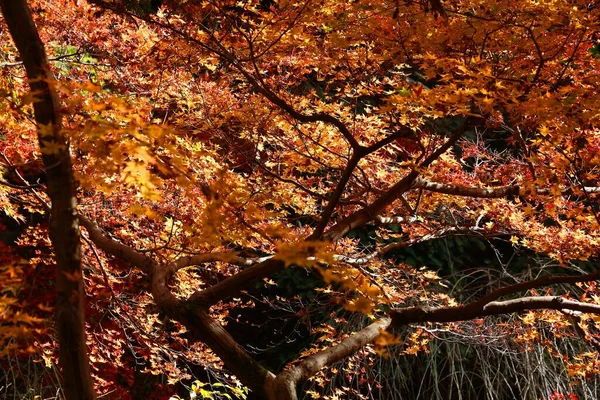 Cores Outono Japão Folhas Momiji Amarelas Laranja Árvore Bordo Kyoto — Fotografia de Stock
