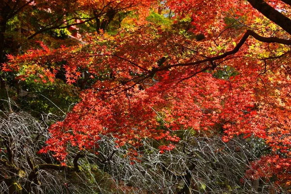 Осенние Цвета Японии Красные Оранжевые Листья Момидзи Кленовое Дерево Киото — стоковое фото