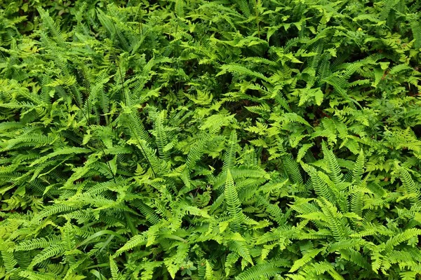 Цветочный Фон Норвегии Зеленая Текстура Растения Ферн — стоковое фото