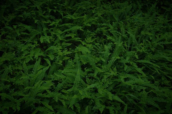 노르웨이의 식물학적 어두운 양치식물의 — 스톡 사진