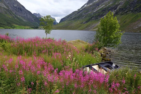 Norge Landskap Med Rosa Blommor Och Fiskebåt Eidsvatnet Sjö Nära — Stockfoto