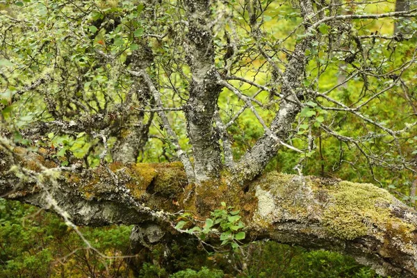 Waldnatur Norwegen Wanderweg Natur Sunnmore Norwegen Baumrinde Mit Moos Bedeckt — Stockfoto