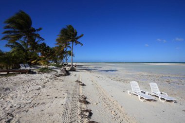 Küba plaj manzarası. Cayo Guillermo 'da beyaz plaj şezlongları ve palmiye ağaçları (Jardines del Rey).