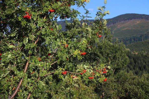 Rowan Fruit Tree Beskids Poland Polish Flora Tree Species Sorbus – stockfoto