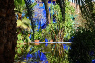 Marakeş, Fas 'taki Majorelle Bahçeleri (Le Jardin Majorelle).