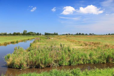 Zaandijk 'in Hollanda polen manzarası. Hollanda 'nın Polder yaz kırsal manzarası.